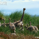 Illustration for article titled Flightless Friday - Rhea pennata Edition
